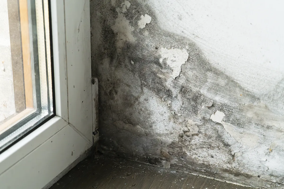 mold on wall